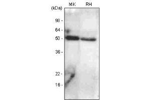 The extracts of mouse kidney (Mk) and rat heart (RH) were resolved by SDS-PAGE, transferred to PVDF membrane and probed with anti-human BMP7 antibody (1:1,000).