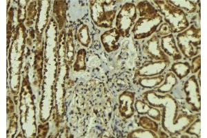 ABIN6278136 at 1/100 staining Mouse kidney tissue by IHC-P. (Calsyntenin 1 antibody  (C-Term))