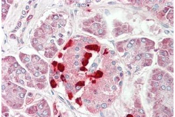 Calsyntenin 1 antibody  (AA 35-84)