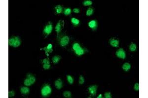 Anti-SAMHD1 mouse monoclonal antibody (ABIN2453936) immunofluorescent staining of COS7 cells transiently transfected by pCMV6-ENTRY SAMHD1 (RC206013). (SAMHD1 antibody)