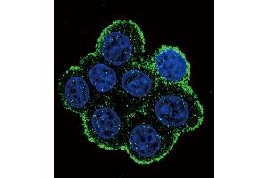 Confocal immunofluorescent analysis of BR1A Antibody (N-term K36) (ABIN388734 and ABIN2838943) with 293 cell followed by Alexa Fluor 488-conjugated goat anti-rabbit lgG (green). (BMPR1A antibody  (N-Term))