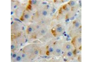 IHC-P analysis of Liver tissue, with DAB staining. (SIGLEC7 antibody  (AA 38-121))