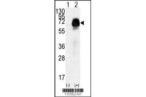 Western blot analysis of AMHR2 using rabbit polyclonal AMHR2 Antibody (N-term R80) using 293 cell lysates (2 ug/lane) either nontransfected (Lane 1) or transiently transfected with the AMHR2 gene (Lane 2).