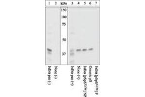 Image no. 1 for anti-conserved Helix-Loop-Helix Ubiquitous Kinase (CHUK) (pSer32), (Ser36) antibody (ABIN1495539) (IKK alpha antibody  (pSer32, Ser36))