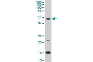 PBX3 monoclonal antibody (M02), clone 1A11 Western Blot analysis of PBX3 expression in K-562 . (PBX3 antibody  (AA 342-434))