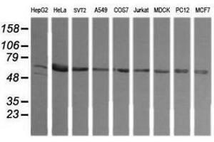 Image no. 2 for anti-TAP Binding Protein-Like (TAPBPL) antibody (ABIN1501299) (TAPBPL antibody)