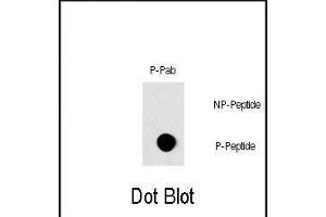 Dot blot analysis of Phospho-RAF1- Pab (Cat. (RAF1 antibody  (pSer296))