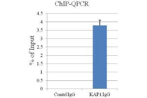Chromatin Immunoprecipitation (ChIP) image for anti-Tripartite Motif Containing 28 (TRIM28) antibody (ABIN2855331)