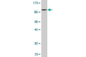 Western Blot detection against Immunogen (91. (IRAK3 antibody  (AA 1-596))