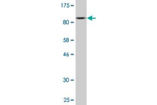 IRAK3 antibody  (AA 1-596)