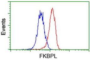 Flow cytometric Analysis of Hela cells, using anti-FKBPL antibody (ABIN2454034), (Red), compared to a nonspecific negative control antibody, (Blue). (FKBPL antibody)