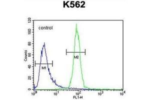 Flow cytometric analysis of K562 cells using OR52A1 Antibody (C-term) Cat. (OR52A1 antibody  (C-Term))