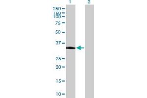 Western Blot analysis of PKD1L2 expression in transfected 293T cell line by PKD1L2 MaxPab polyclonal antibody. (PKD1L2 antibody  (AA 1-306))