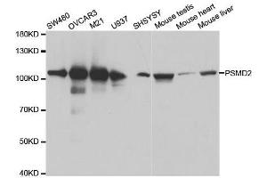 Western blot analysis of extracts of various cell lines, using PSMD2 antibody. (PSMD2 antibody  (AA 1-260))