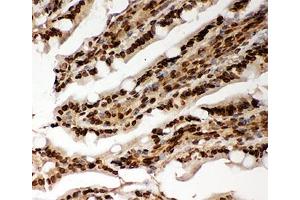 IHC-P testing of rat intestine tissue. (Lamin A/C antibody  (AA 481-646))