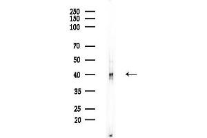anti-Opsin 3 (OPN3) (Internal Region) antibody