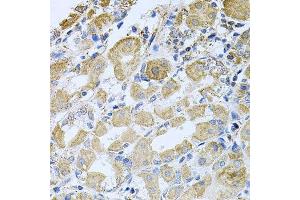 Immunohistochemistry of paraffin-embedded human stomach using BCR antibody. (BCR antibody  (AA 1-300))