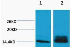 Western Blotting (WB) image for anti-Histone 3 (H3) (H3K14me2) antibody (ABIN3178855) (Histone 3 antibody  (H3K14me2))