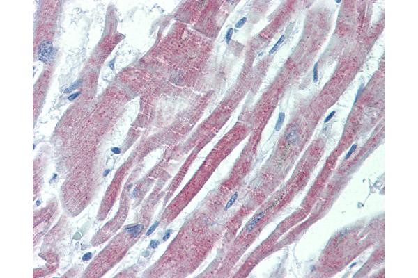 GALR2 antibody  (AA 212-277)