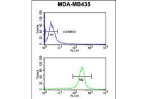 Flow cytometric analysis of MDA-MB435 cells (bottom histogram) compared to a negative control cell (top histogram). (GSTK1 antibody  (AA 93-120))