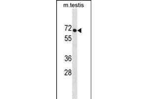 PLD3 Antibody (N-term) (ABIN1881659 and ABIN2838780) western blot analysis in mouse testis tissue lysates (35 μg/lane). (PLD3 antibody  (N-Term))