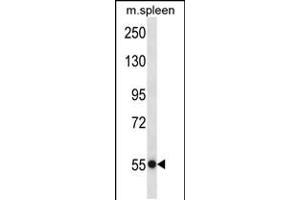 Western blot analysis in mouse spleen tissue lysates (35ug/lane). (USP40 antibody  (N-Term))