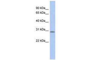 Image no. 1 for anti-V-Set and Transmembrane Domain Containing 2A (VSTM2A) (C-Term) antibody (ABIN6743894) (VSTM2A antibody  (C-Term))