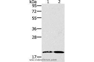 Western blot analysis of Mouse heart and liver tissue, using GDF2 Polyclonal Antibody at dilution of 1:200