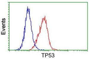 Image no. 7 for anti-Tumor Protein P53 (TP53) antibody (ABIN1499973) (p53 antibody)