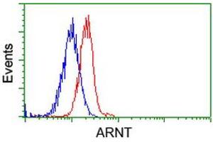 Image no. 9 for anti-Aryl Hydrocarbon Receptor Nuclear Translocator (ARNT) antibody (ABIN1496729) (ARNT antibody)
