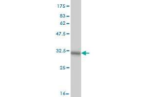 MOGAT3 antibody  (AA 59-107)