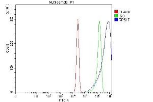 Flow Cytometry analysis of A431 cells using anti-RPS17 antibody (ABIN7598984). (RPS17 antibody  (AA 1-135))