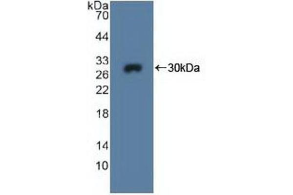 MPG Antikörper  (AA 221-296)