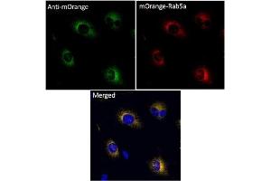 Immunofluorescence (IF) image for anti-mOrange Fluorescent Protein antibody (ABIN7273075) (mOrange Fluorescent Protein antibody)