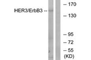 Western blot analysis of extracts from 293 cells, using HER3 (Ab-1222) Antibody. (ERBB3 antibody  (AA 1191-1240))
