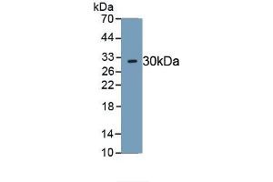 Detection of Recombinant ELA2, Mouse using Polyclonal Antibody to Neutrophil Elastase (NE) (ELANE antibody  (AA 29-247))