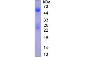 SDS-PAGE (SDS) image for IgG ELISA Kit (ABIN6574090)