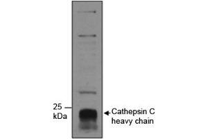 Western blot testing of human neutrophils lysate with Cathepsin C antibody at 1ug/ml.