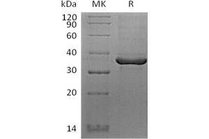 Western Blotting (WB) image for Fibrinogen-Like 1 (FGL1) (Active) protein (His tag,Biotin) (ABIN7319771) (FGL1 Protein (His tag,Biotin))