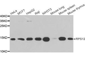 Western blot analysis of extracts of various cell lines, using RPS12 antibody.