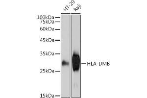 Western blot analysis of extracts of various cell lines, using HLA-DMB antibody (ABIN7268368) at 1:1000 dilution. (HLA-DMB antibody)