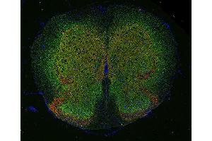 Indirect immunofluorescence labeling of PFA fixed, paraffin embedded mouse spinal cord with anti-GlyT 2 (dilution 1 : 500; green) and guinea pig anti-VGluT 2 (cat. (SLC6A5 antibody  (AA 1-229))