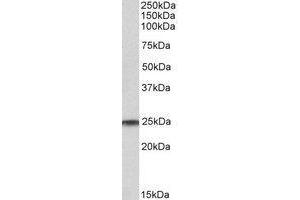 AP23225PU-N RAN antibody staining of Human Testis lysate at 1 µg/ml (35µg protein in RIPA buffer).