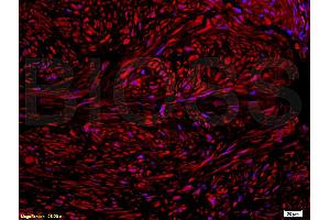 Immunofluorescence (IF) image for anti-Nuclear Factor (erythroid-Derived 2)-Like 2 (NFE2L2) (pSer40) antibody (ABIN676673)