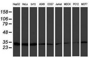 Image no. 2 for anti-Proteasome (Prosome, Macropain) Subunit, beta Type, 7 (PSMB7) (AA 58-277) antibody (ABIN1491600) (PSMB7 antibody  (AA 58-277))
