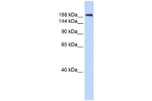 Western Blotting (WB) image for anti-Contactin Associated Protein 1 (CNTNAP1) antibody (ABIN2458937)