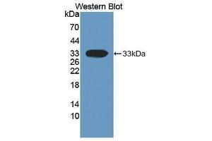 Western Blotting (WB) image for anti-Dickkopf Homolog 1 (DKK1) (AA 33-266) antibody (ABIN1864087)
