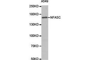 Western Blotting (WB) image for anti-Neurofascin (NFASC) antibody (ABIN1873888) (NFASC antibody)