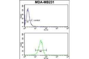 GAB2 Antibody (N-term) (ABIN1881358 and ABIN2841102) flow cytometry analysis of MDA-M cells (bottom histogram) compared to a negative control cell (top histogram).
