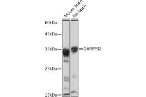 Western blot analysis of extracts of various cell lines, using D Rabbit mAb (ABIN1679779, ABIN3018429, ABIN3018430 and ABIN7101612) at 1:1000 dilution. (DARPP32 antibody)